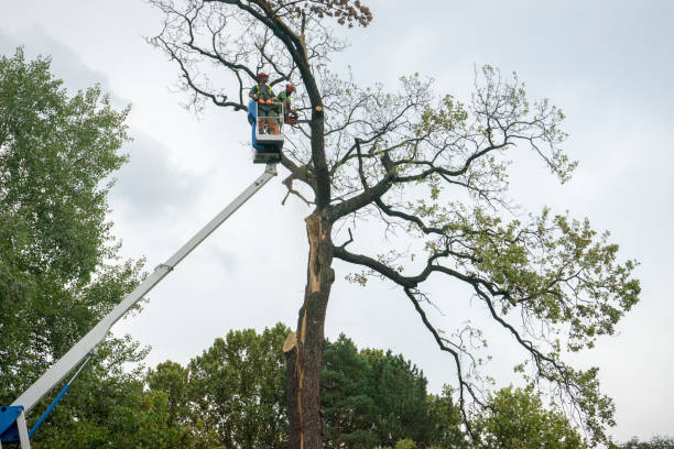 Why Choose Our Tree Removal Services in Mckinley, PA?