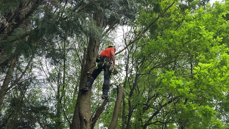 Best Storm Damage Tree Cleanup  in Mckinley, PA