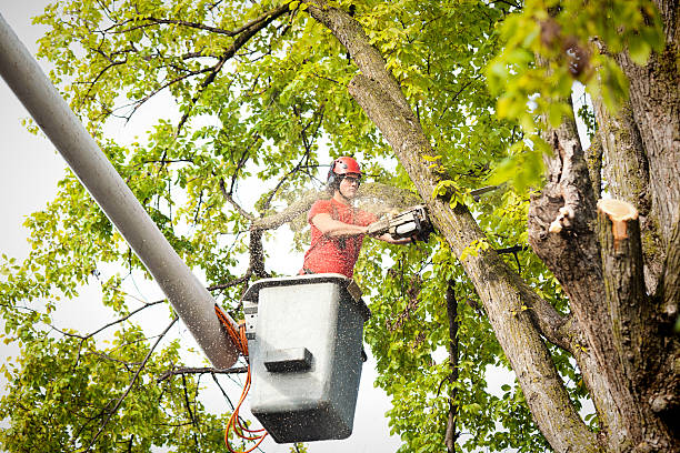 Best Tree Risk Assessment  in Mckinley, PA