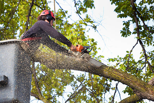 Best Stump Grinding and Removal  in Mckinley, PA